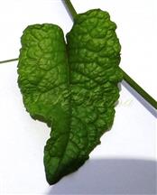  Leaf (Adaxial view) with tendril